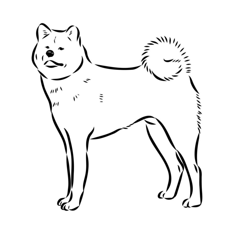 croquis de vecteur de chien akita inu