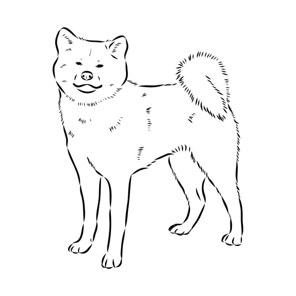 croquis de vecteur de chien akita inu