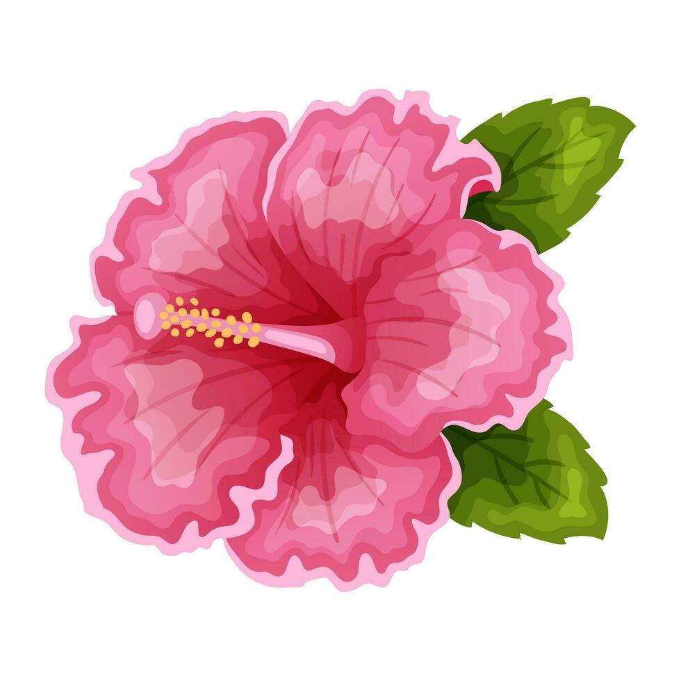 hibiscus fleurs, vecteur illustration