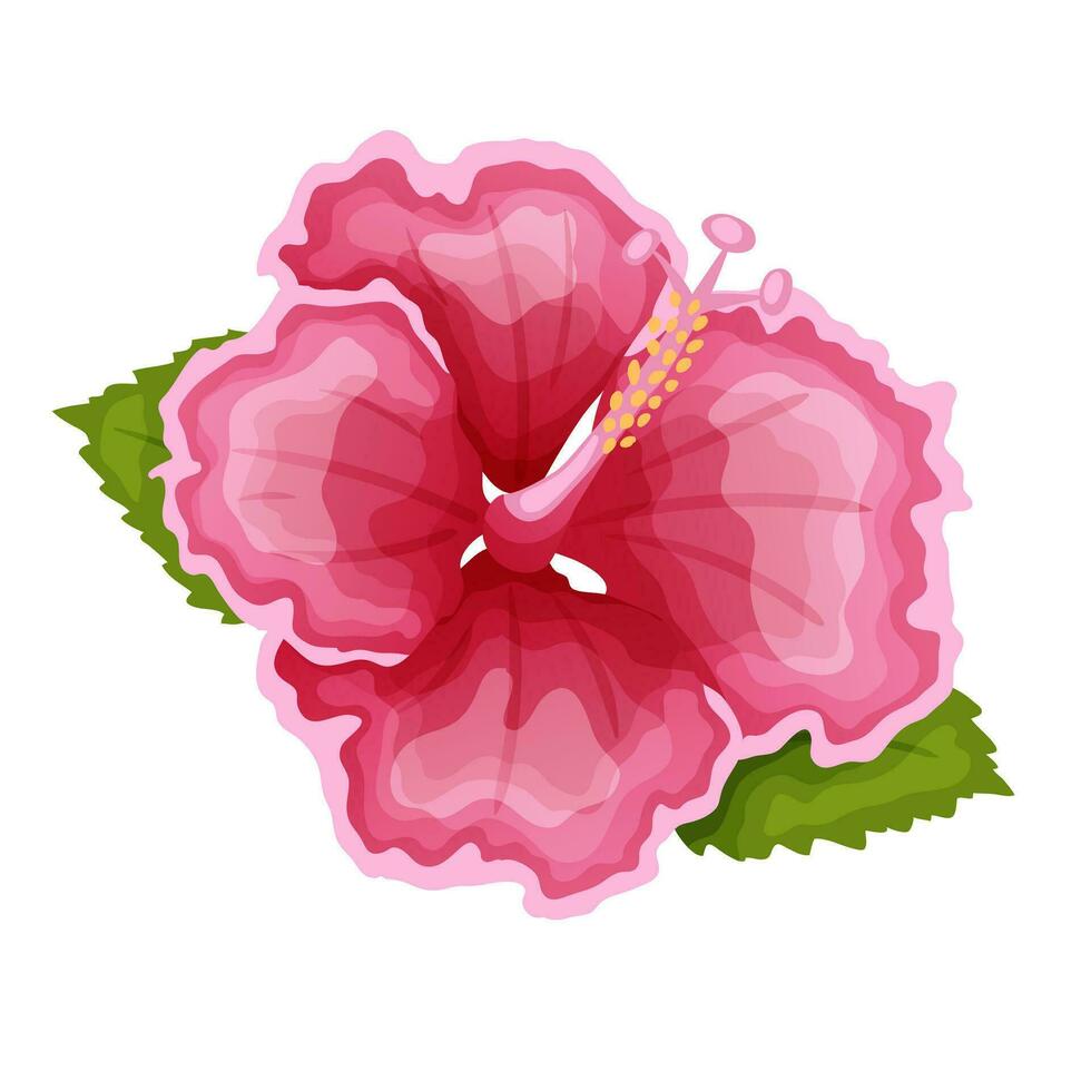 hibiscus fleurs, vecteur illustration