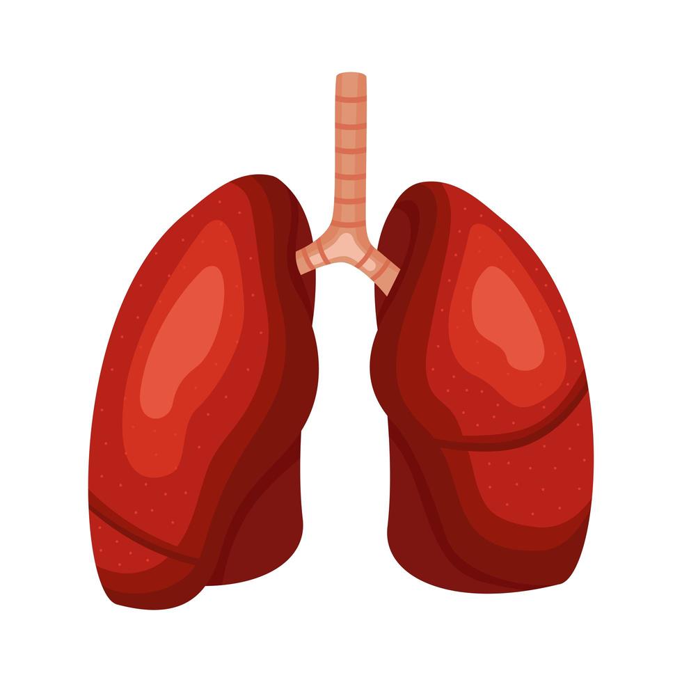 poumons organes humain vecteur