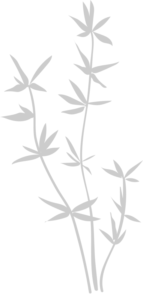 illustration botanique vecteur