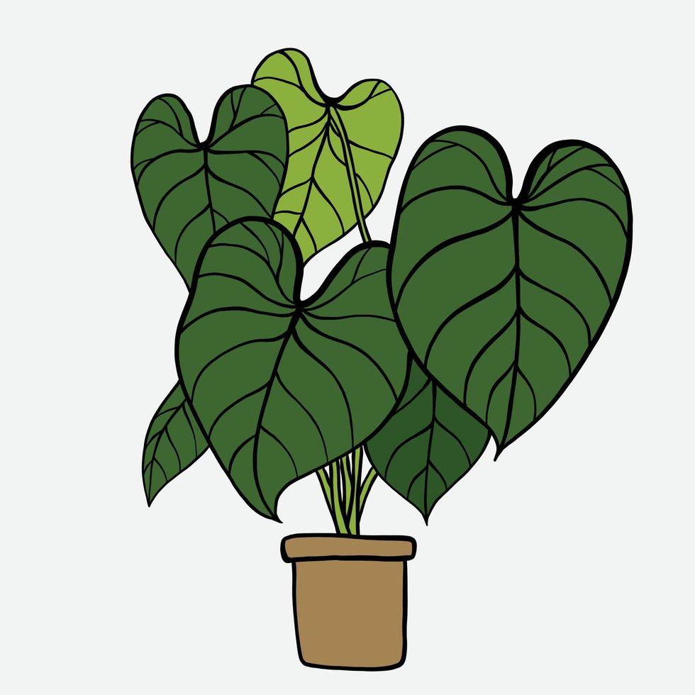 simplicité philodendron gloriosum plante d'intérieur simplicité dessin à main levée design plat. vecteur