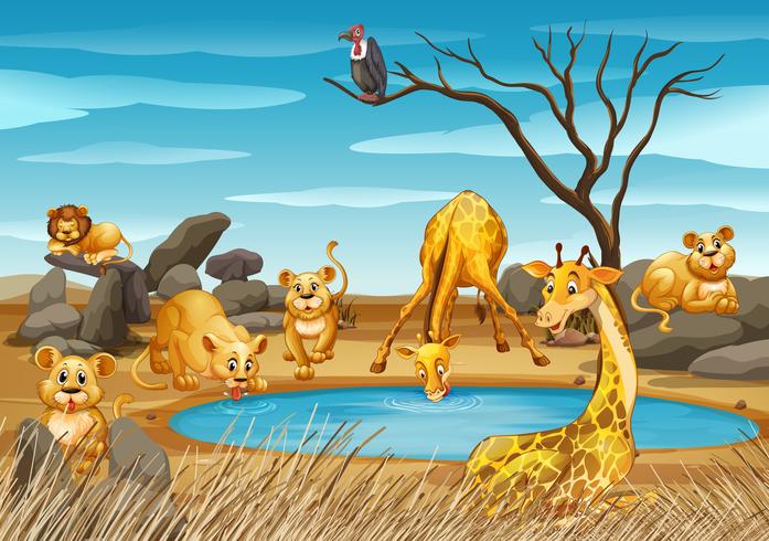 Girafes et lions au bord de l&#39;étang vecteur