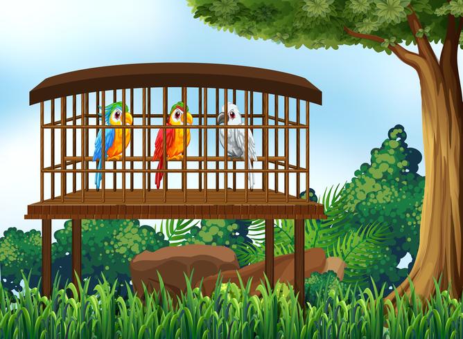 Trois oiseaux perroquets dans une cage en bois vecteur
