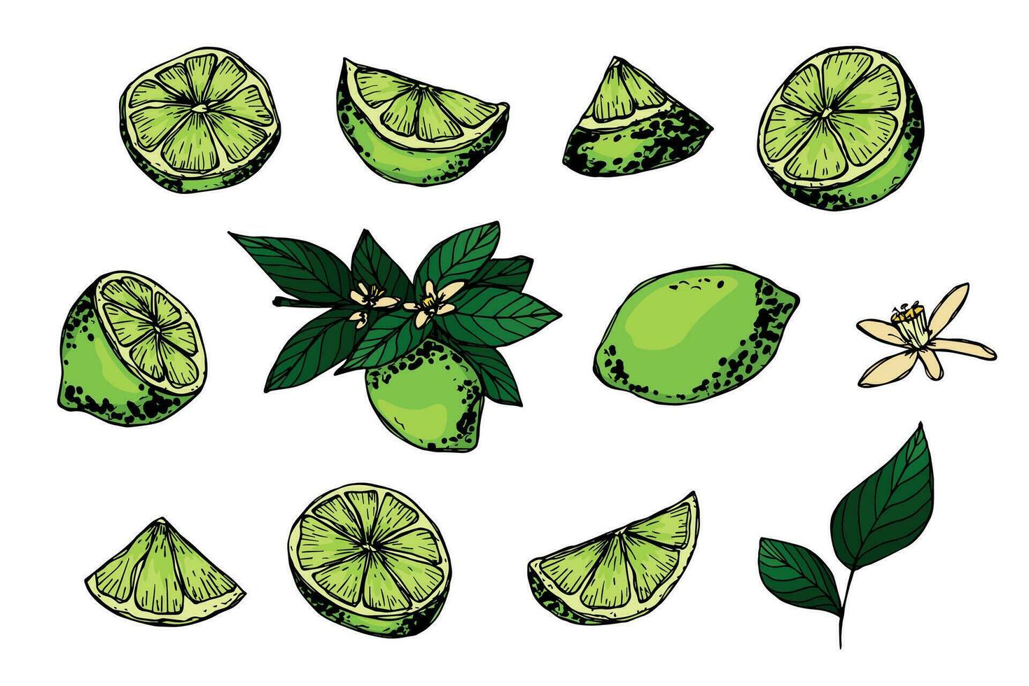 vecteur citron vert clipart. main tiré agrumes ensemble. fruit illustration. pour imprimer, la toile, conception, décor