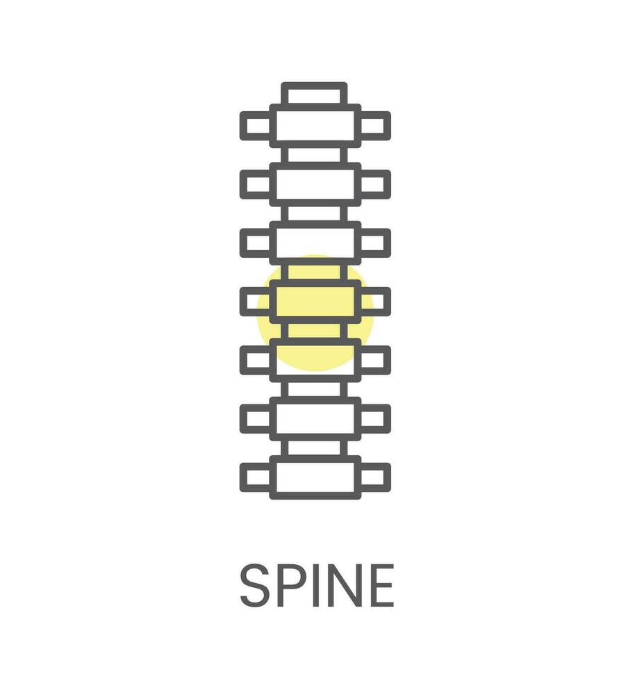 vecteur icône colonne vertébrale, pour physiothérapie et réhabilitation. linéaire illustration