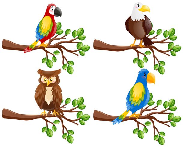 Différents types d&#39;oiseaux sur la branche vecteur
