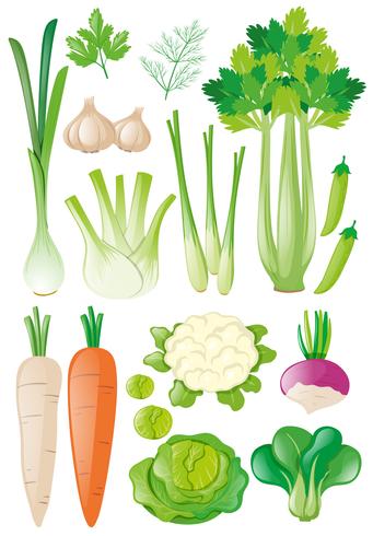 Différents types de légumes vecteur