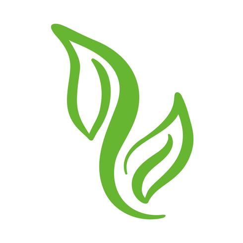 Logo de feuille verte de thé. Icône de vecteur élément nature écologie propre. Illustration de dessinés à la main de calligraphie bio Vegan bio