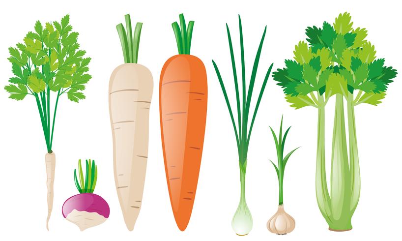 Différents types de légumes racines vecteur