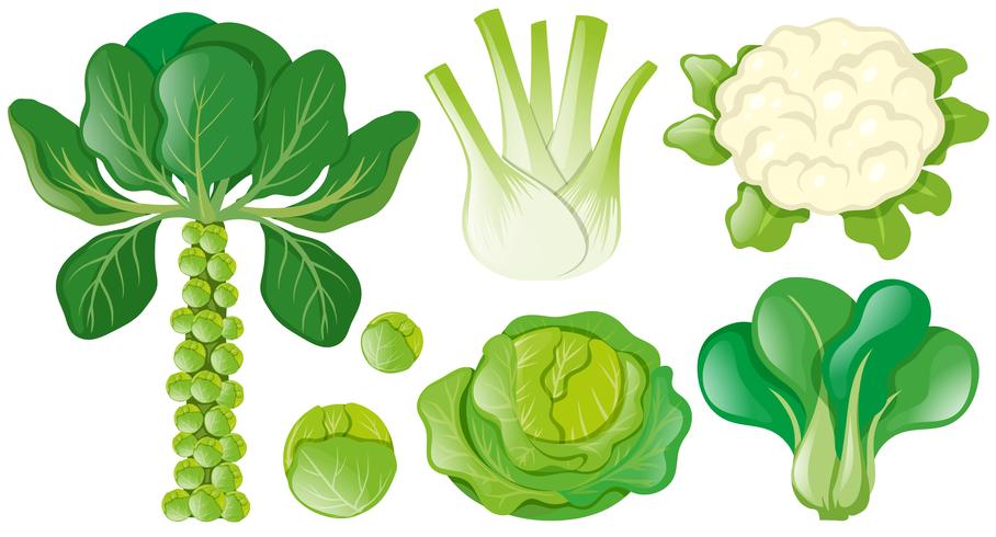 Différents types de légumes verts vecteur