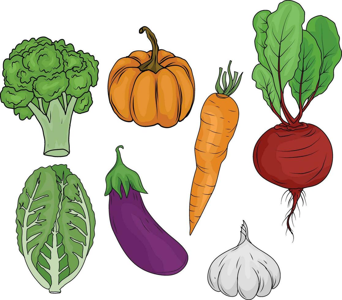 collection de vecteur des illustrations de légumes, citrouille, aubergine, betterave, moutarde légumes verts, carottes