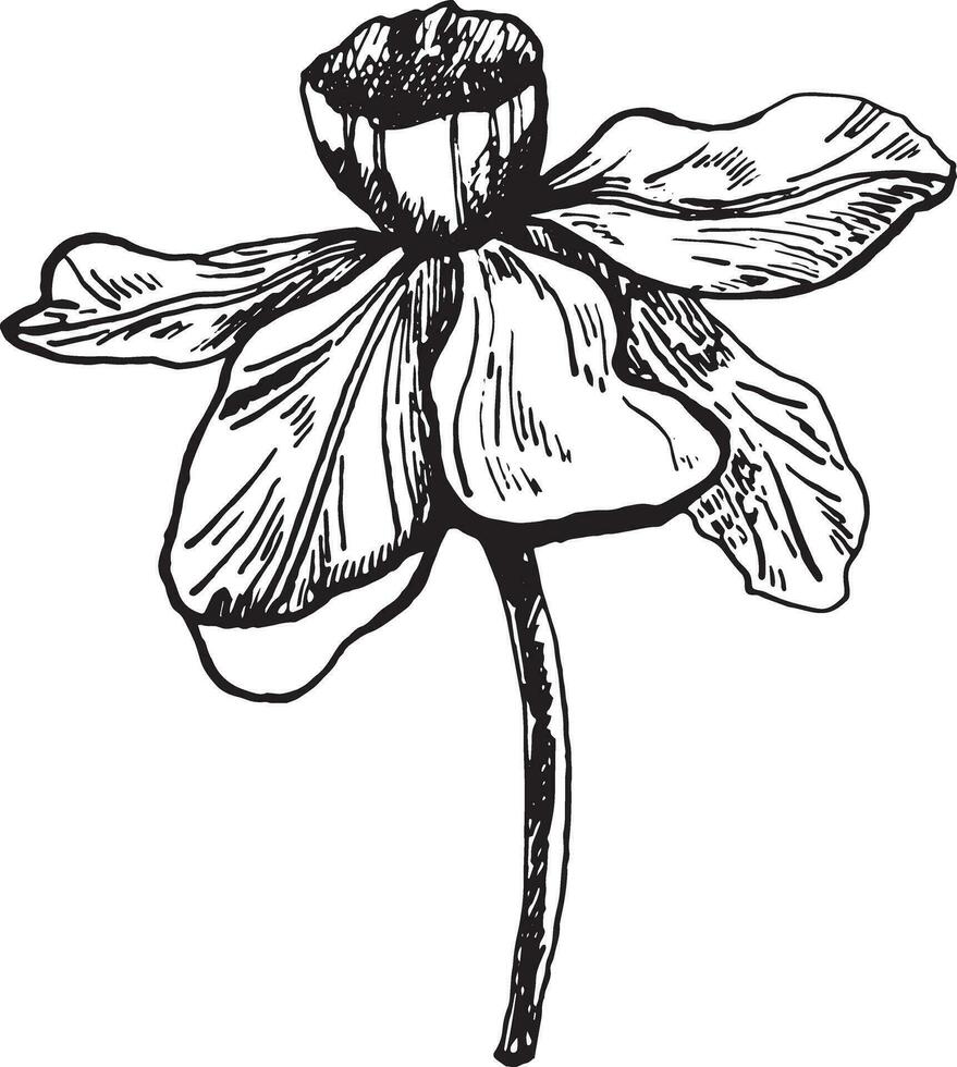 le bourgeon de le narcisse fleur est une graphique Souligné sur une blanc Contexte. narcisse encre graphique, dessiné à la main. vecteur