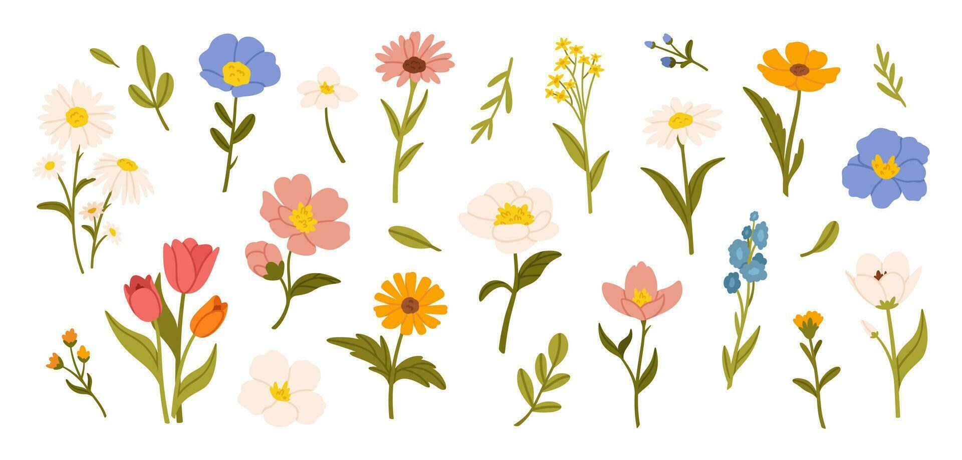 printemps fleurs. dessin animé fleurs sauvages camomille, tulipe et ne m'oublie pas, bleuet et sauge avec feuilles, floral botanique éléments. fleur de jardin fleur vecteur ensemble