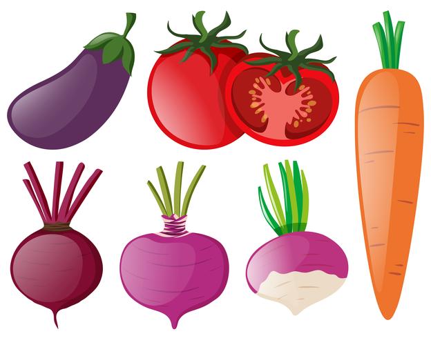 Différents types de légumes colorés vecteur
