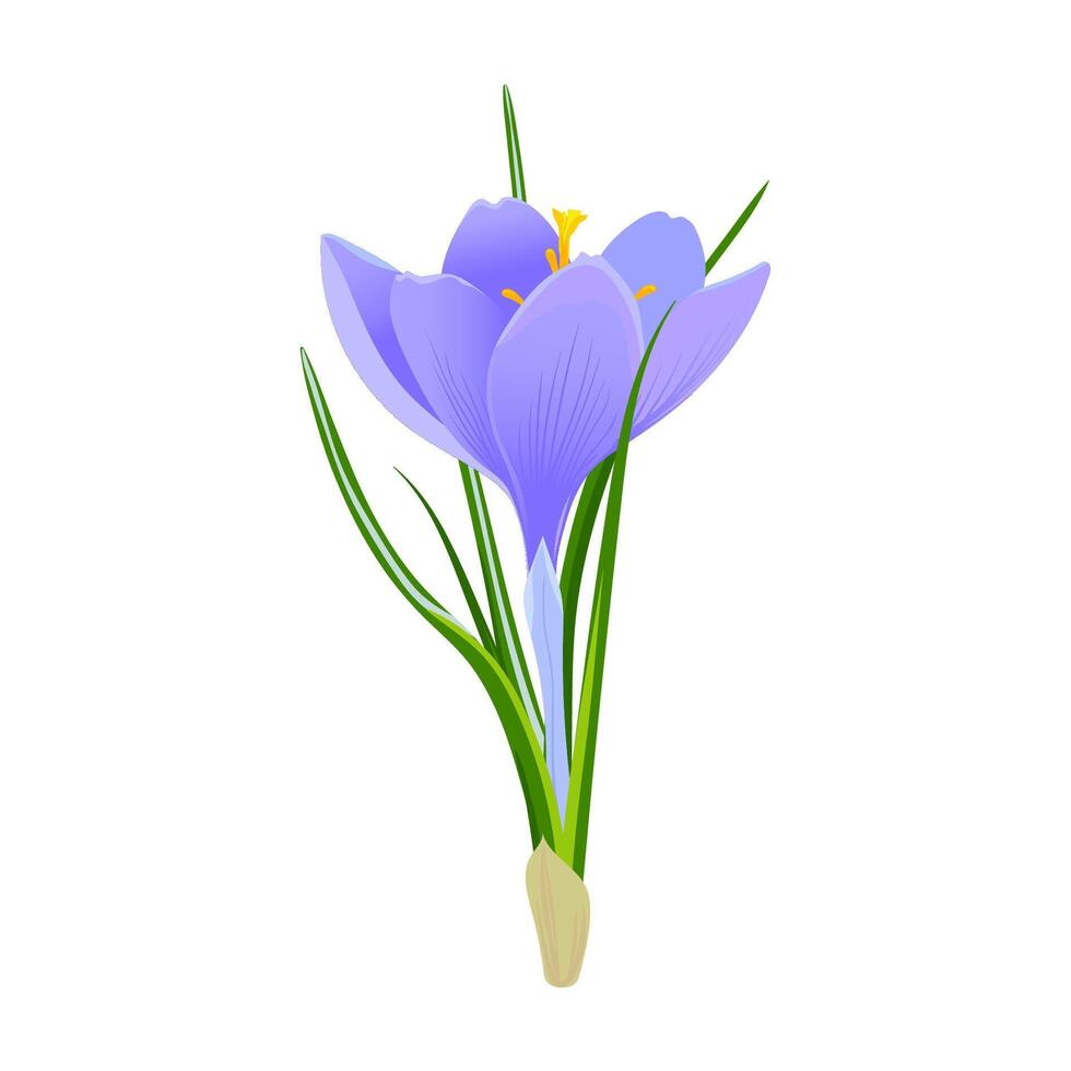 bleu crocus fleurs isolé sur blanc Contexte vecteur
