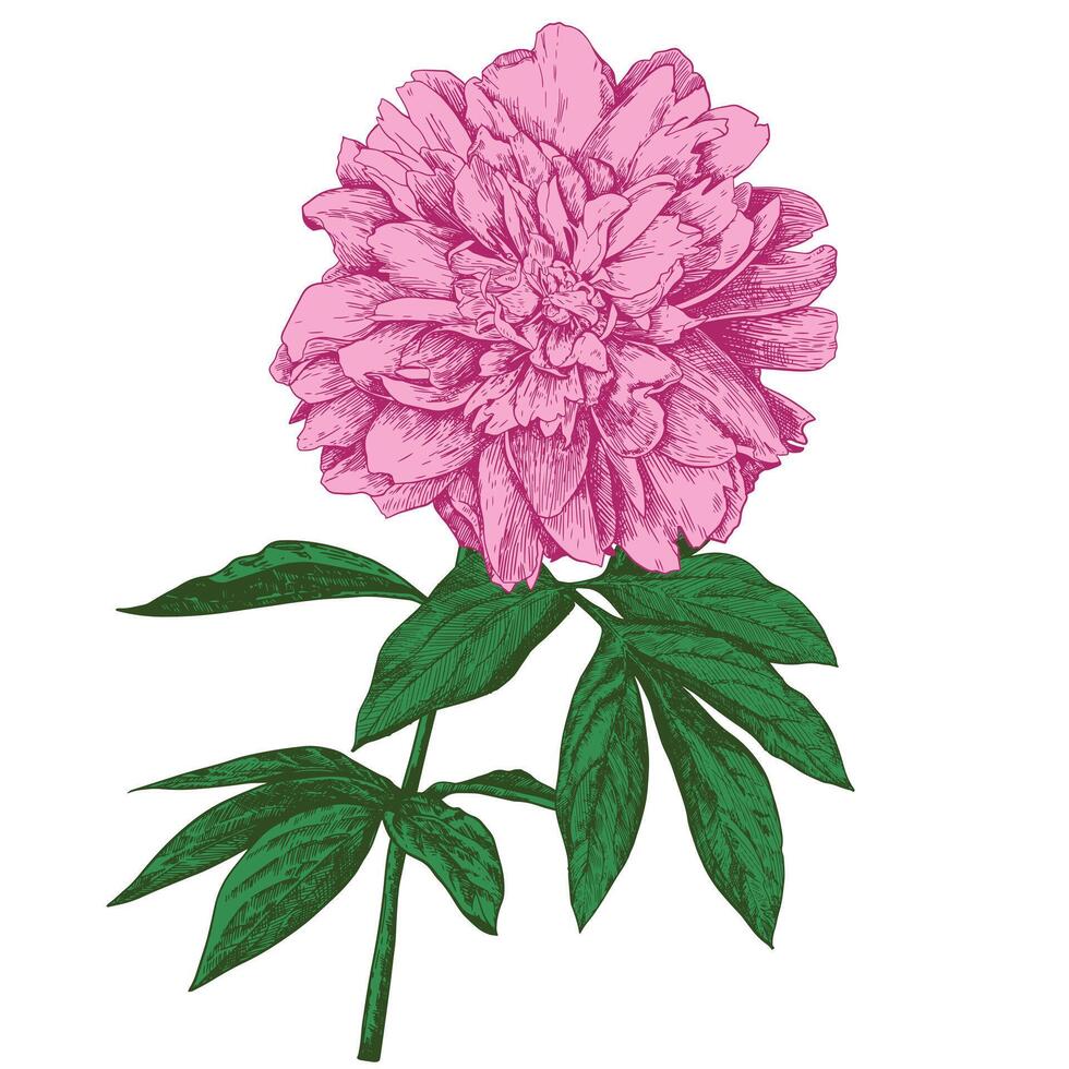 une branche de une pivoine avec une épanouissement fleur et feuilles. linéaire ancien graphique dans le style de gravure. illustration pour mur dessins, faire-part, emballage papier, textiles. vecteur