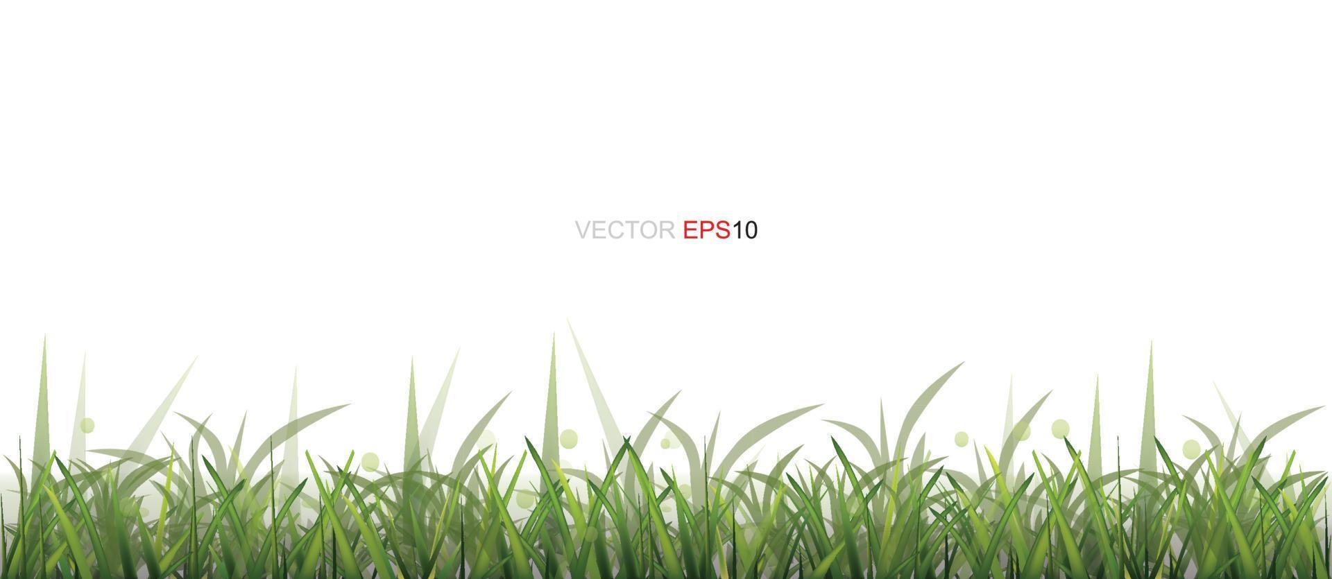 bordure d'herbe verte isolée sur fond blanc avec espace pour copie. vecteur. vecteur