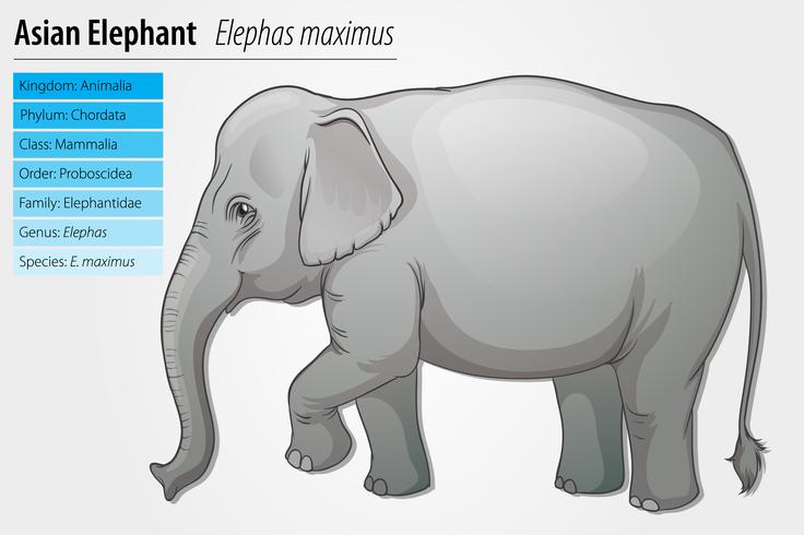 Éléphant asiatique vecteur