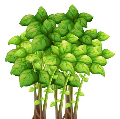 Bouquet de feuilles vertes vecteur