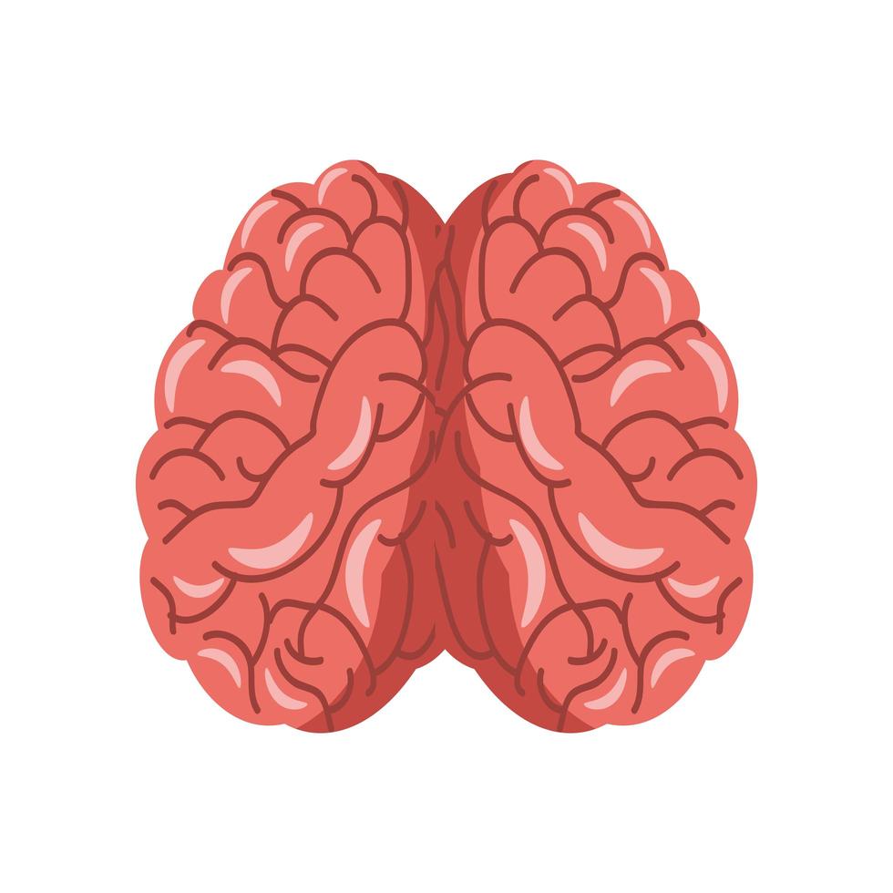 cerveau anatomie humaine vecteur
