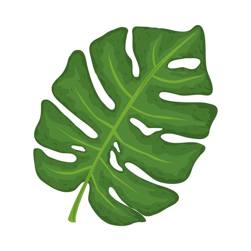 feuille de monstera exotique vecteur