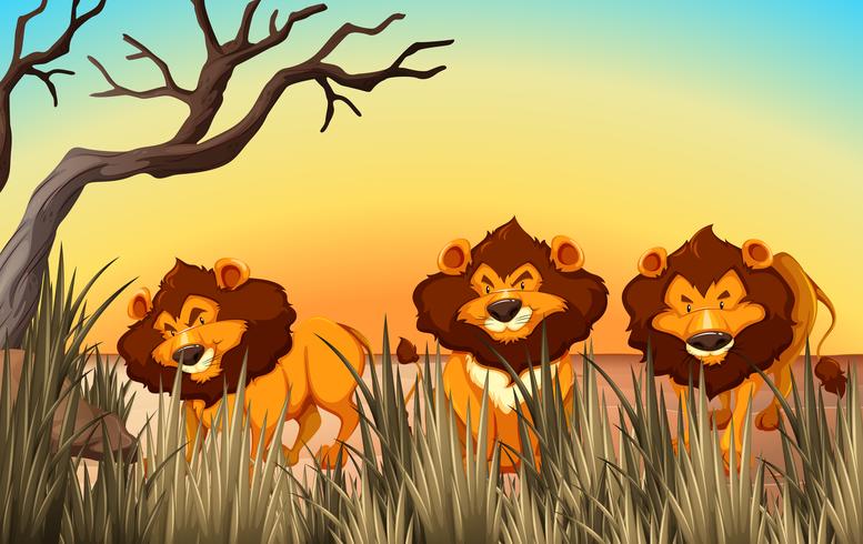 Trois lions sur la terre vecteur