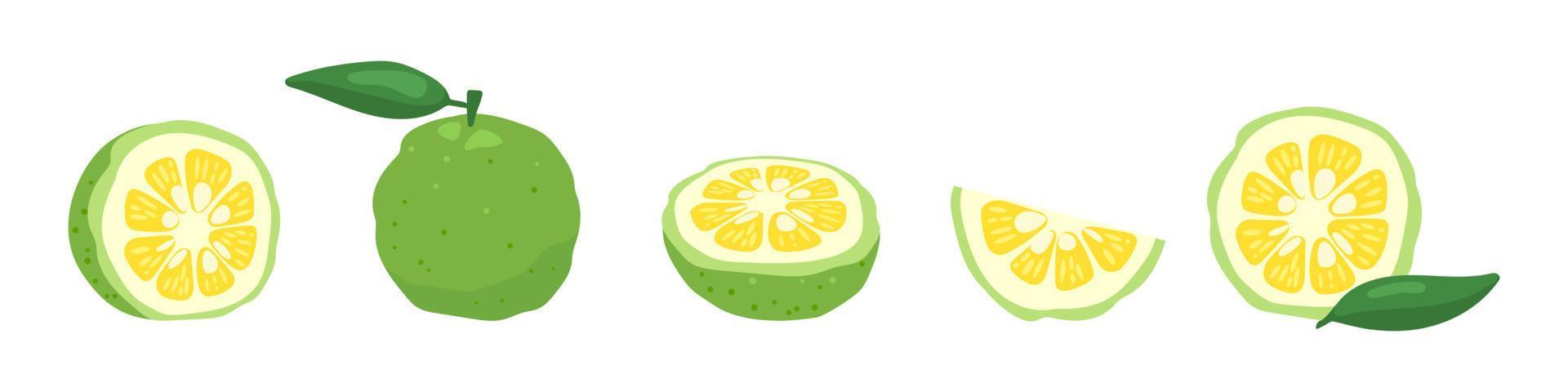 Ensemble d'illustrations vectorielles de fruits cédrat japonais yuzu vert isolé sur fond blanc. vecteur