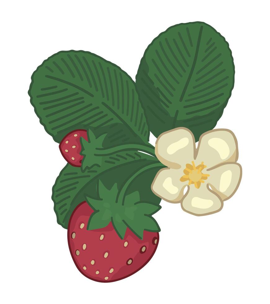 fraise brindille baies clipart. printemps comestible récolte. dessin animé vecteur botanique illustration isolé sur blanche.