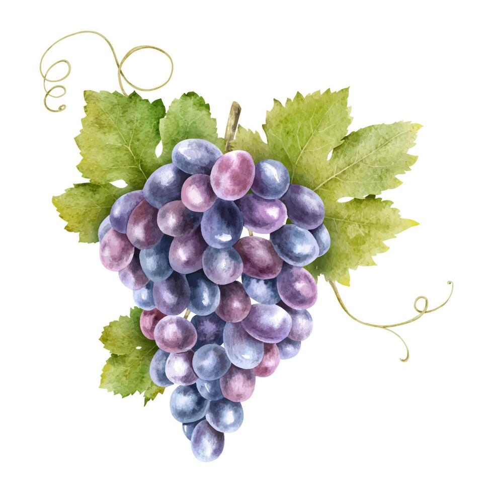 une bouquet de rouge les raisins avec feuilles. vigne. isolé aquarelle illustrations. pour le conception de Étiquettes de vin, grain de raisin jus et produits de beauté, mariage cartes, papeterie, salutations cartes vecteur