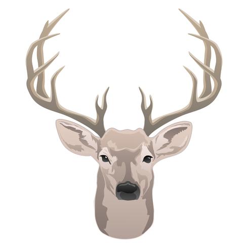 Tête de cerf, beau mâle avec des bois couleur isolé illustration vectorielle vecteur