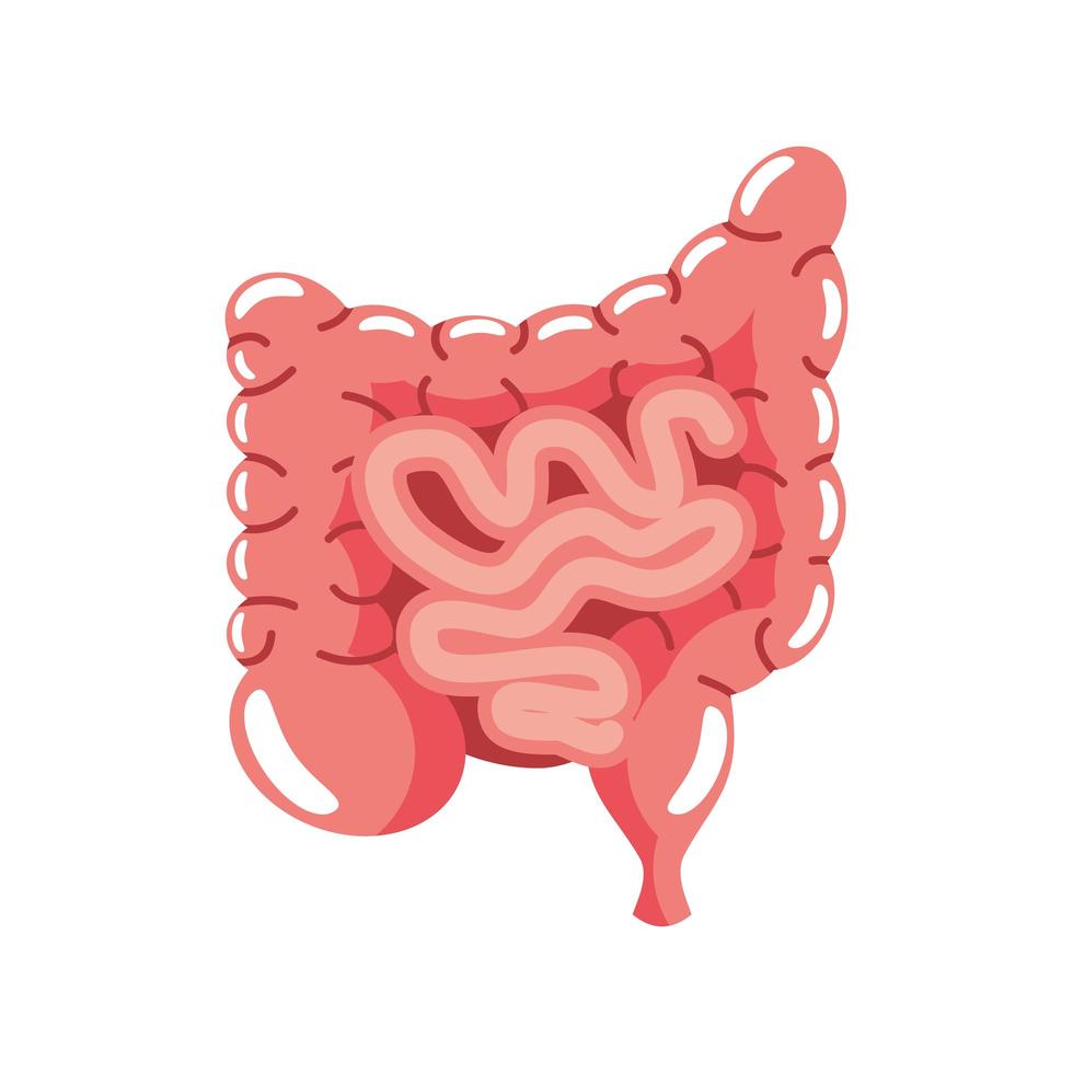 système intestinal humain vecteur