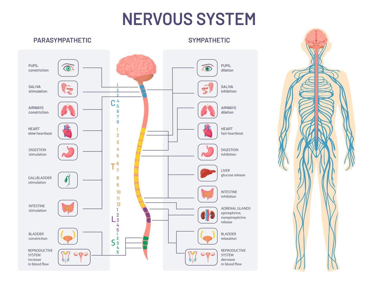 Humain nerveux système. sympathique et parasympathique nerfs anatomie et les fonctions. spinal corde contrôles corps interne organes vecteur diagramme