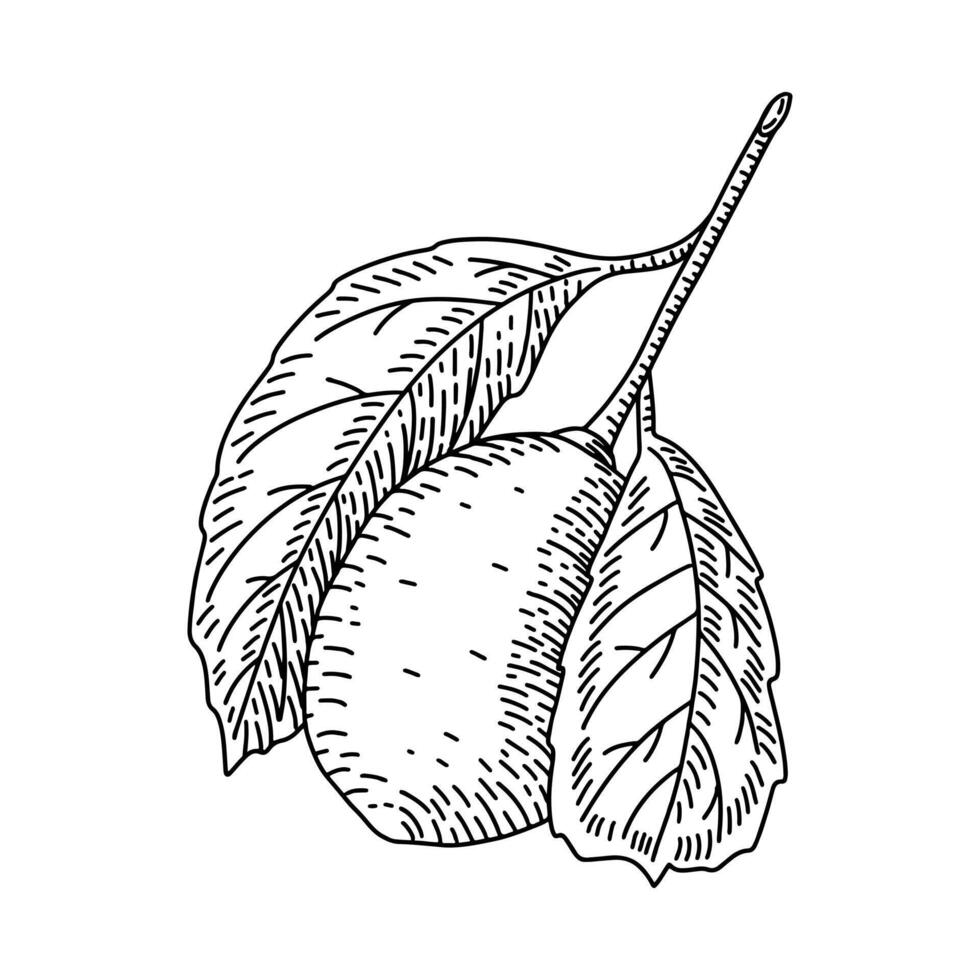 gravé main tiré contour citron avec feuilles. botanique ancien rétro dessin. détaillé vecteur contour illustration isolé sur blanc Contexte.