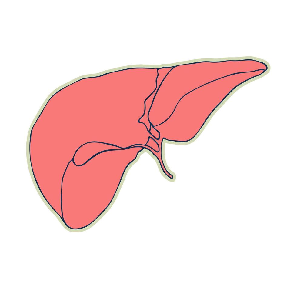 autocollant de Humain foie. ancien anatomie griffonnage ligne esquisser organe isolé sur blanc Contexte. bien idée pour conception rétro médicament affiche dans main tiré style. anatomique corps partie vecteur illustration