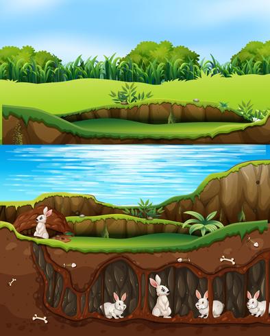 Famille de lapins vivant dans la nature au bord d&#39;une rivière vecteur