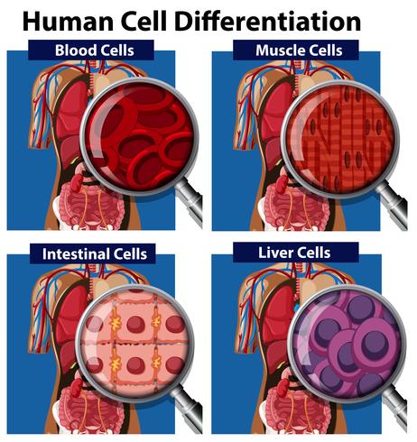 Un ensemble de différenciation de cellules humaines vecteur