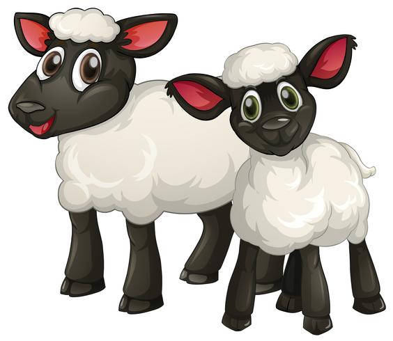 Deux agneaux blancs souriants vecteur