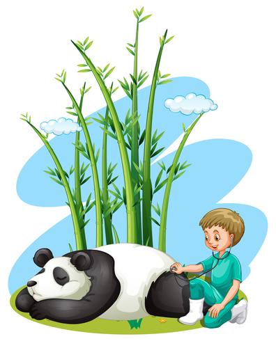 Vétérinaire vérifiant panda vecteur