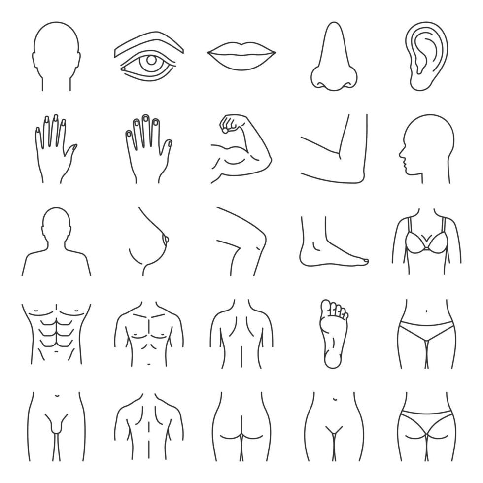 Ensemble d'icônes linéaires de parties du corps humain. anatomie. soins de santé. symboles de contour de ligne mince. illustrations de contour de vecteur isolé