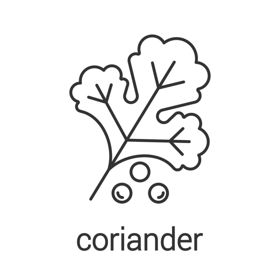 icône linéaire de coriandre. illustration de la ligne mince. arôme, assaisonnement. symbole de contour. dessin de contour isolé de vecteur