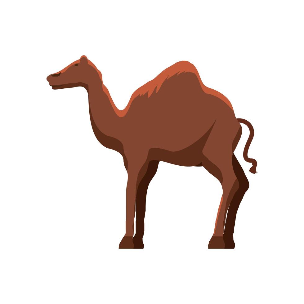 animal chameau dromadaire vecteur