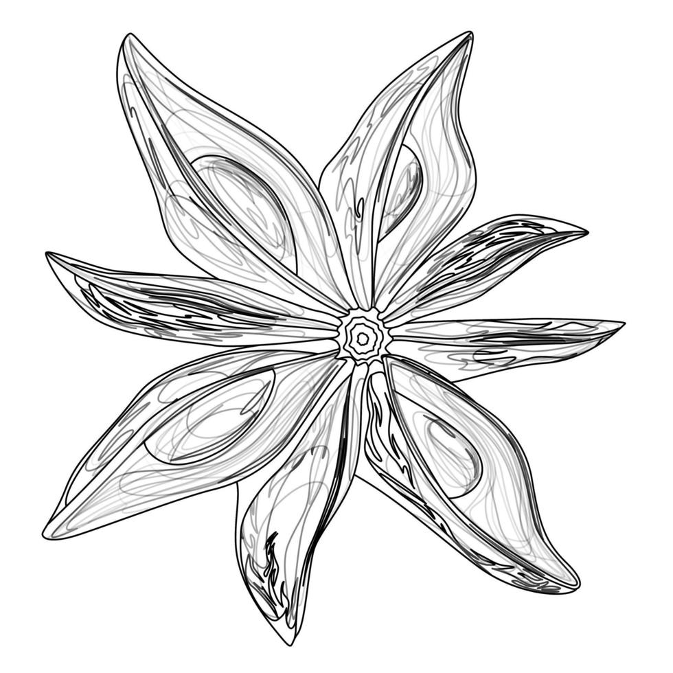 image vectorielle d'une seule plante d'anis. style de contour. eps 10 vecteur