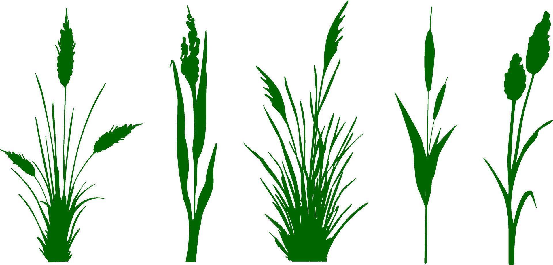 image de une monochrome roseau, herbe ou jonc sur une blanc arrière-plan.isolé vecteur dessin.noir herbe graphique silhouette.
