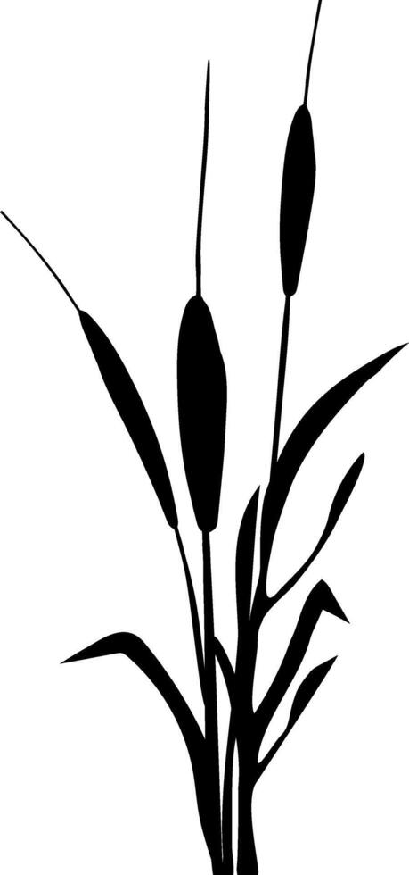 image de une monochrome roseau, herbe ou jonc sur une blanc arrière-plan.isolé vecteur dessin.noir herbe graphique silhouette.