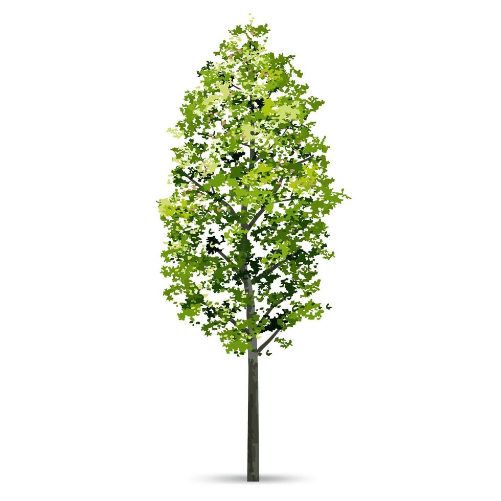 arbre isolé sur fond blanc avec une ombre douce. objet naturel pour l'aménagement paysager. vecteur. vecteur