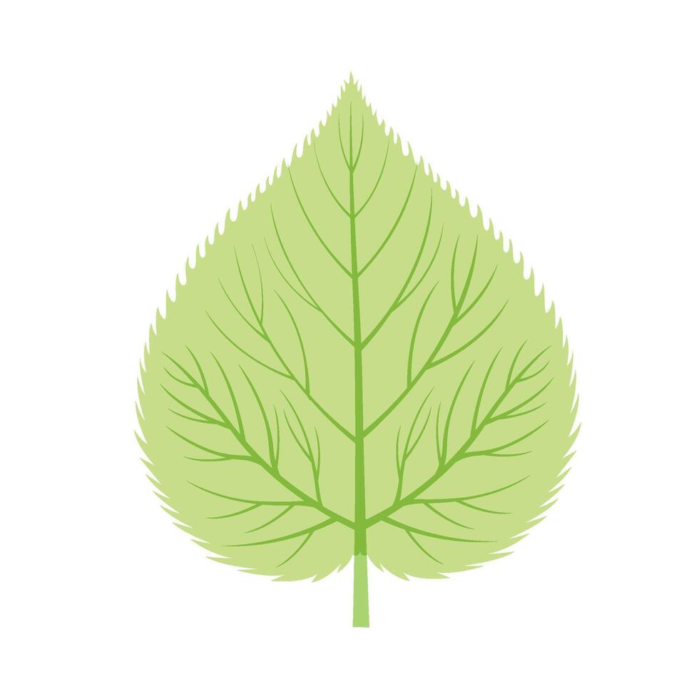 vert tilleul feuille vecteur illustration