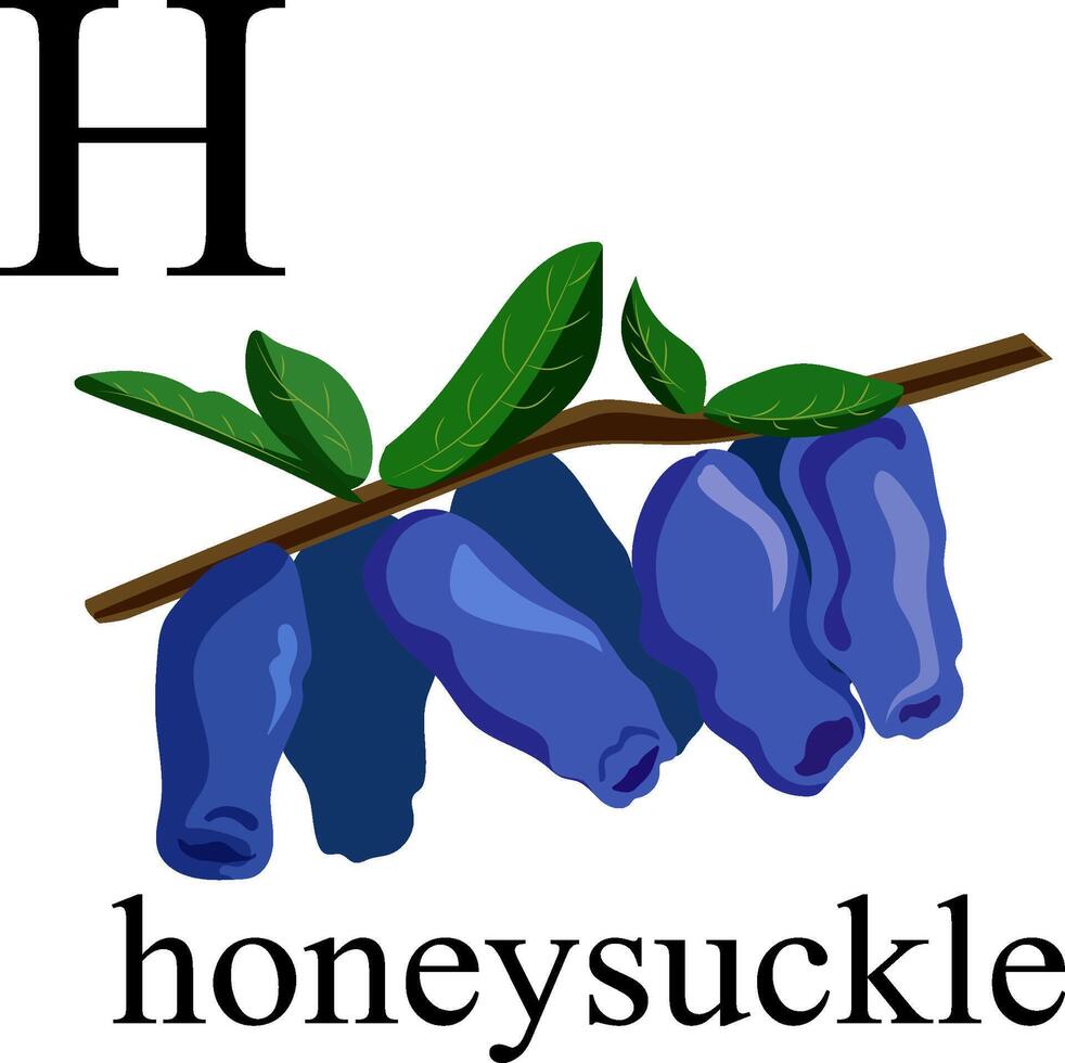 illustration de le lettre h dans le plante alphabet. chèvrefeuille. vecteur
