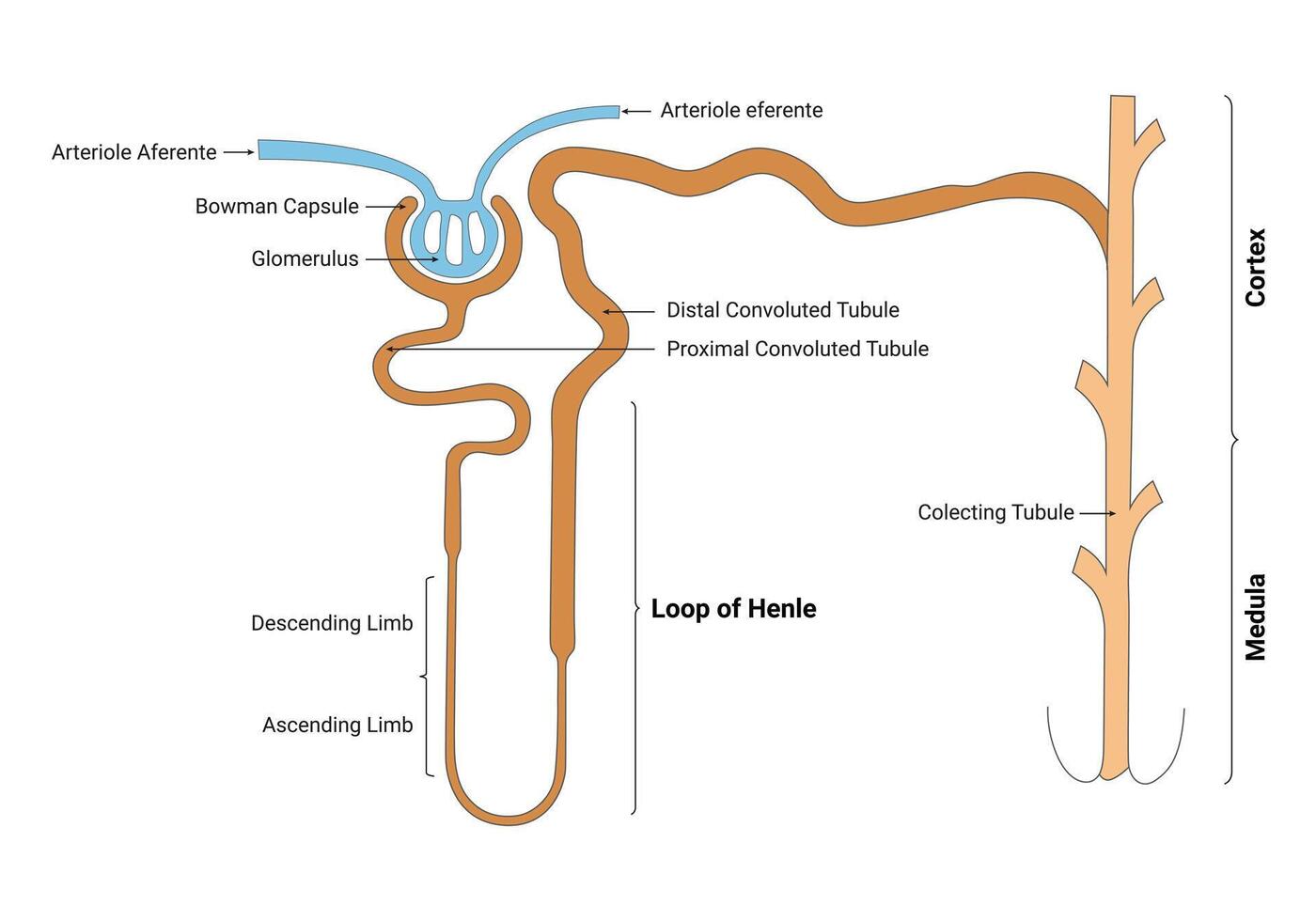 boucle de Henle science conception vecteur illustration diagramme